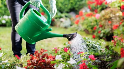 Are you making this watering mistake in your garden?