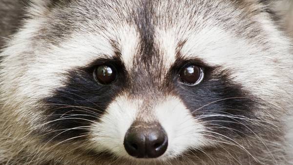 Dog bitten by racoon in Habersham County tests positive for rabies