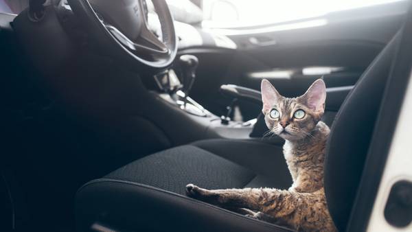Aggressive dogs seen in video trying to get through to cat inside car