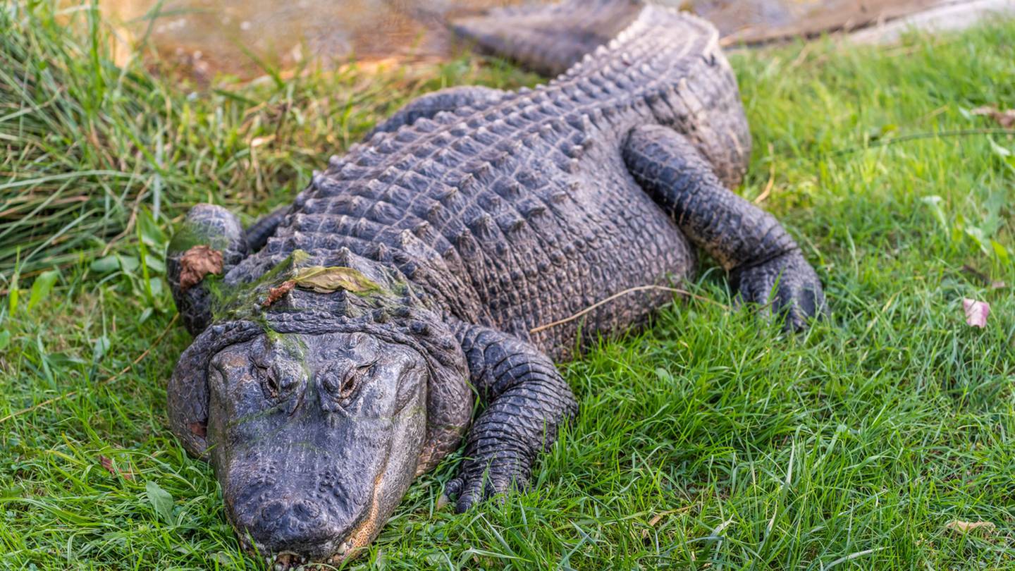 Georgia-Florida football game: Stripling's selling gators for rivalry