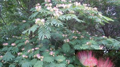 Mimosa Trees: What you need to know