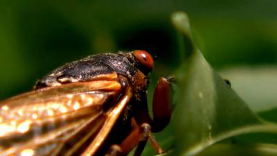 Authorities, experts in north Georgia weigh in ahead of ‘cicada-geddon’
