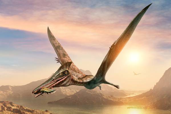 Huge flying reptiles zoomed through Australian skies 107 million years ago