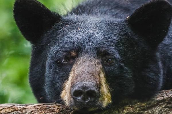 Dead bear found in metro Atlanta road after other sightings in area, officials say