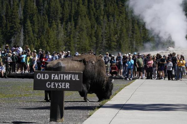 Bison gores man visiting Yellowstone National Park with family