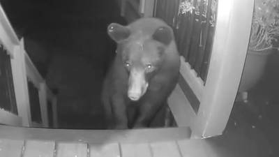 Black bear visit surprises Gwinnett County neighborhood