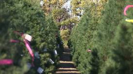 Georgia Christmas tree growers prepared, not at the mercy of the supply chain