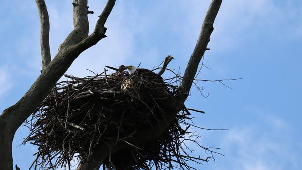 Baby bald eagle rescued after falling around 100 feet out of nest
