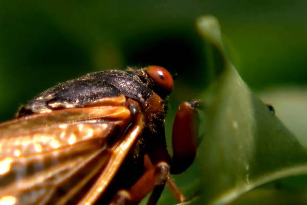 Authorities, experts in north Georgia weigh in ahead of ‘cicada-geddon’