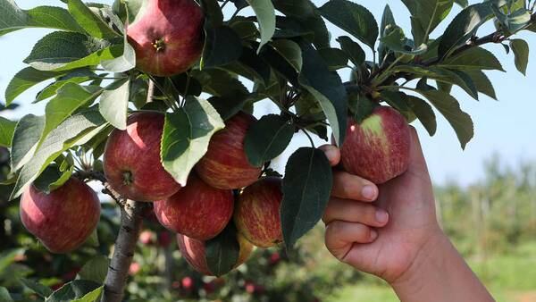 USA Today ranks North Georgia apple orchard as 2nd best in America