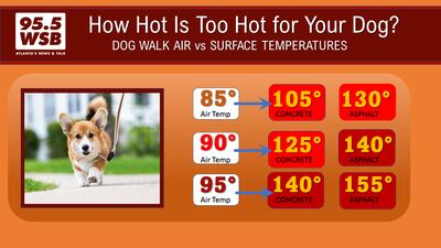 Hot dog! Is it too hot to let your pet outside? 