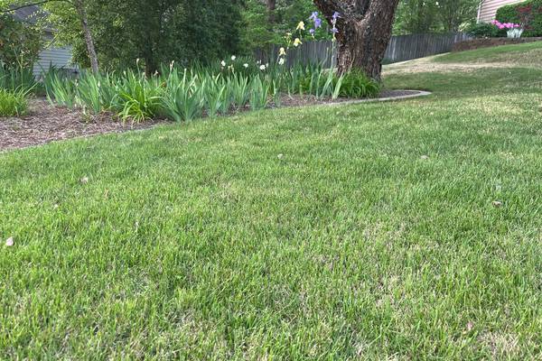 Q: Mine is not a huge yard, but how can I get this grass looking nice?