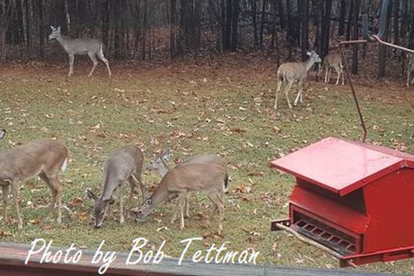 Q: Deer are taking over my landscape. How can I deter them?