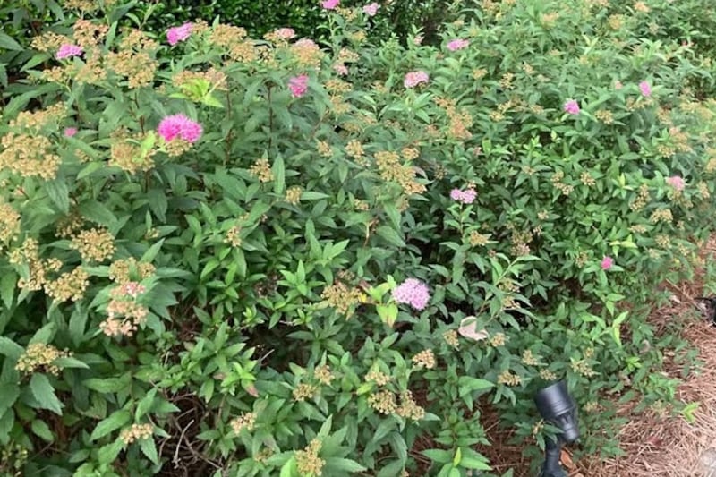 Q: Is it too late to trim this spirea which blooms through late summer?