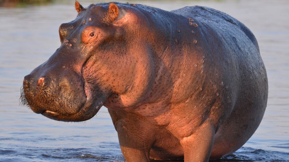 A hippo at a state park in Florida enjoyed a special treat on Thanksgiving.