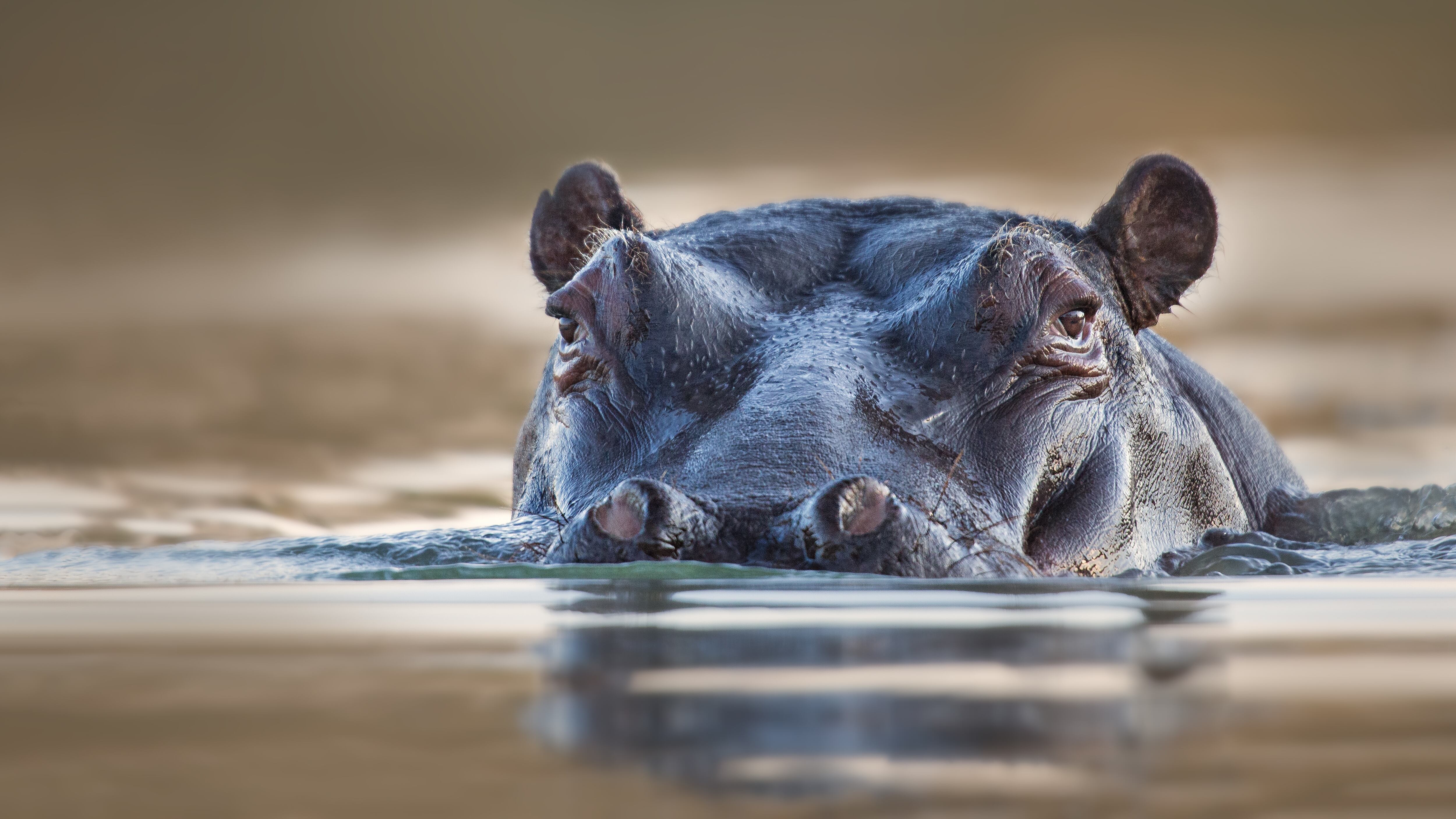 Partially submerged hippo