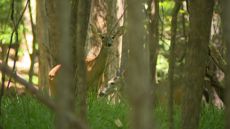 Metro Atlanta city launching program to reduce unusually high deer population