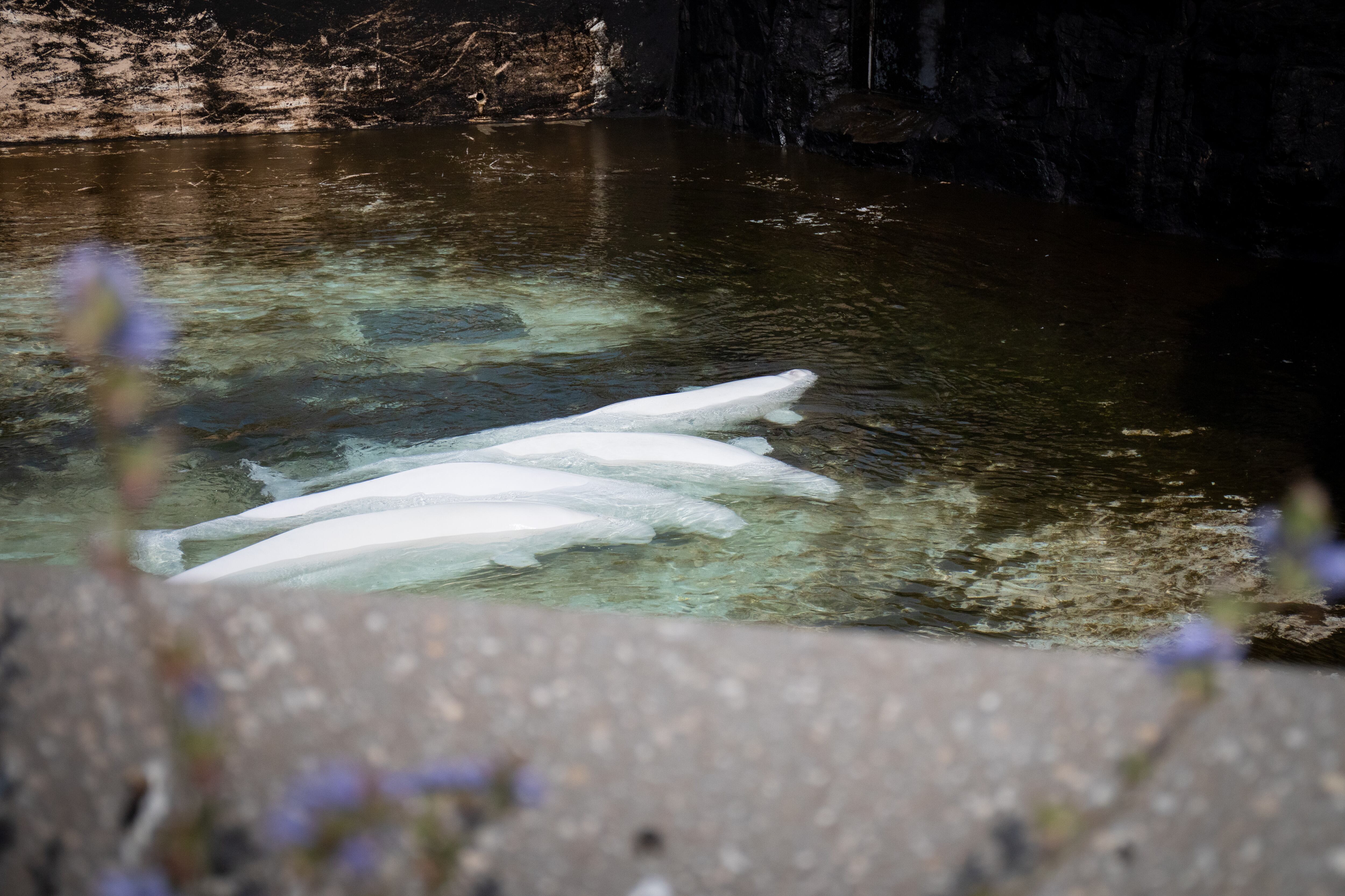 Beluga whale rescue