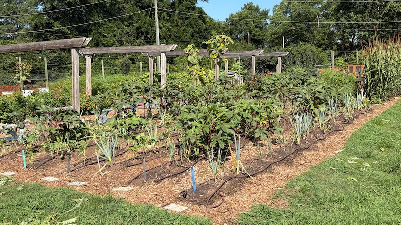 Local gardeners work together to support those that are food insecure