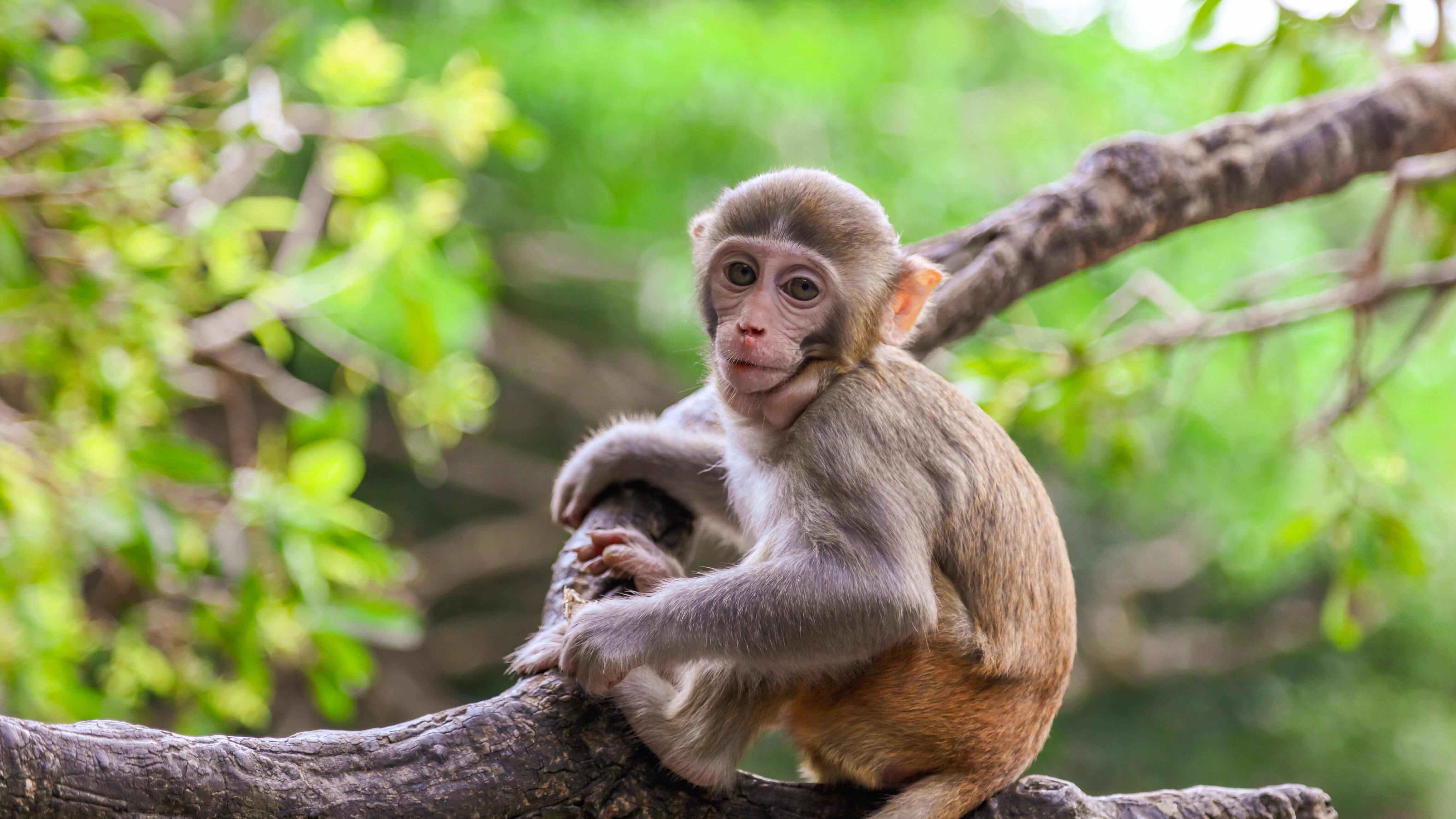 Little monkey on a tree in the park. Animal mammal