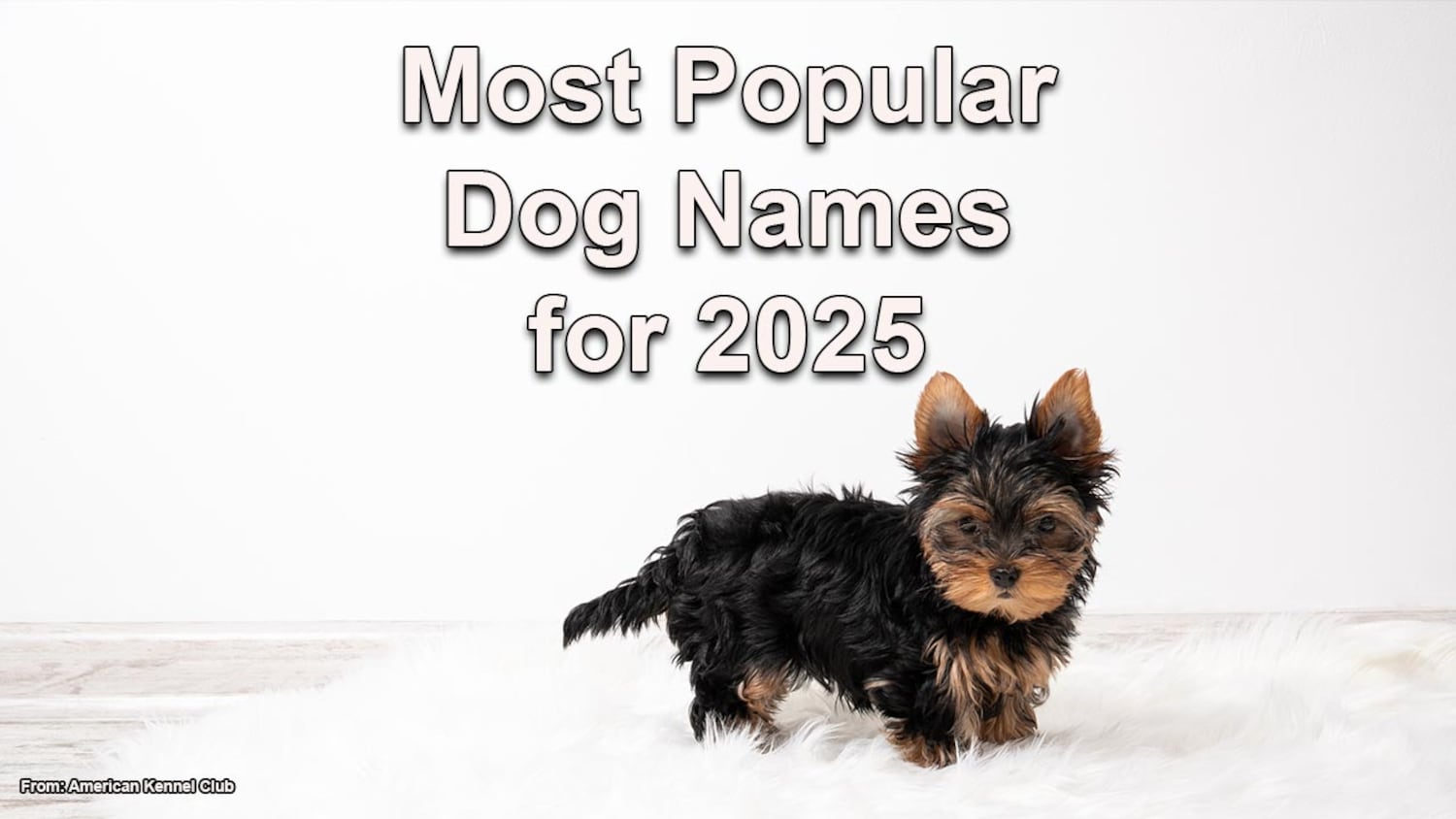 Photos: AKC ranks 2025 dog names