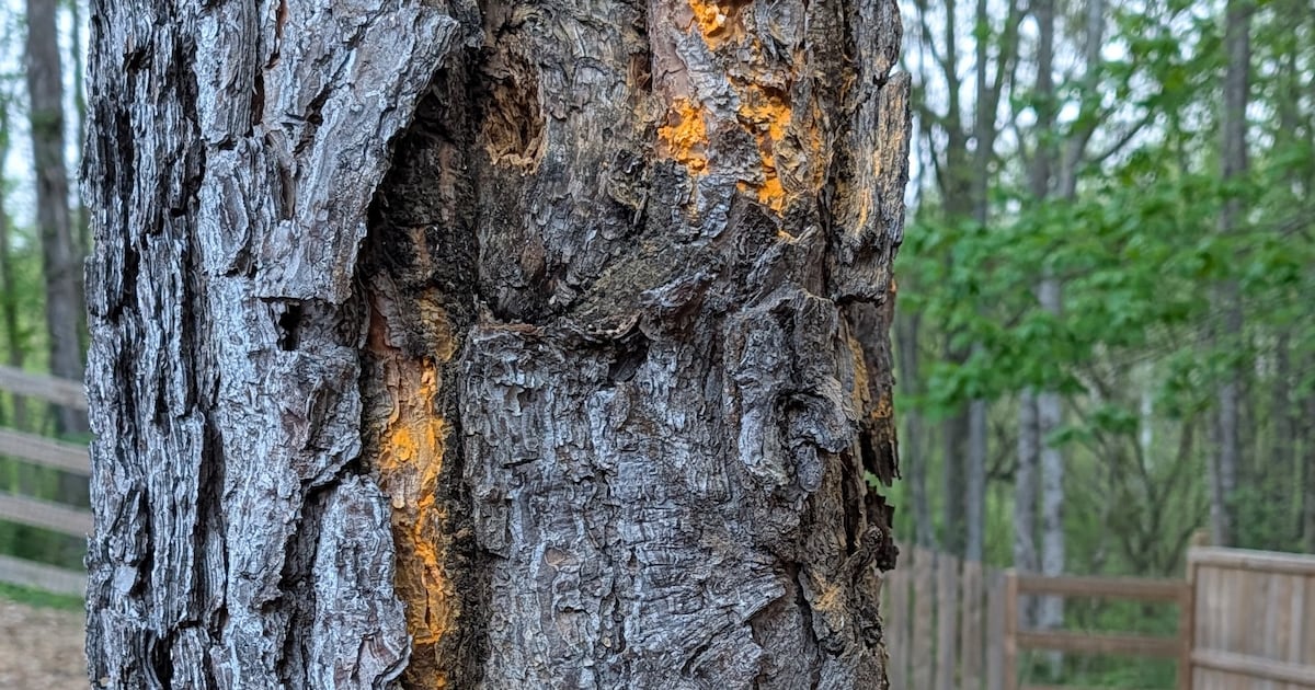 Q: I recently noticed this orange/yellow substance on a pine tree. Is this some form of disease?