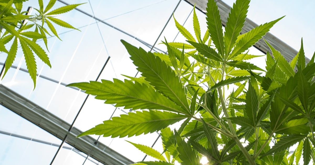 Georgia Blue Ribbon Committee meets to establish guidelines on medical cannabis