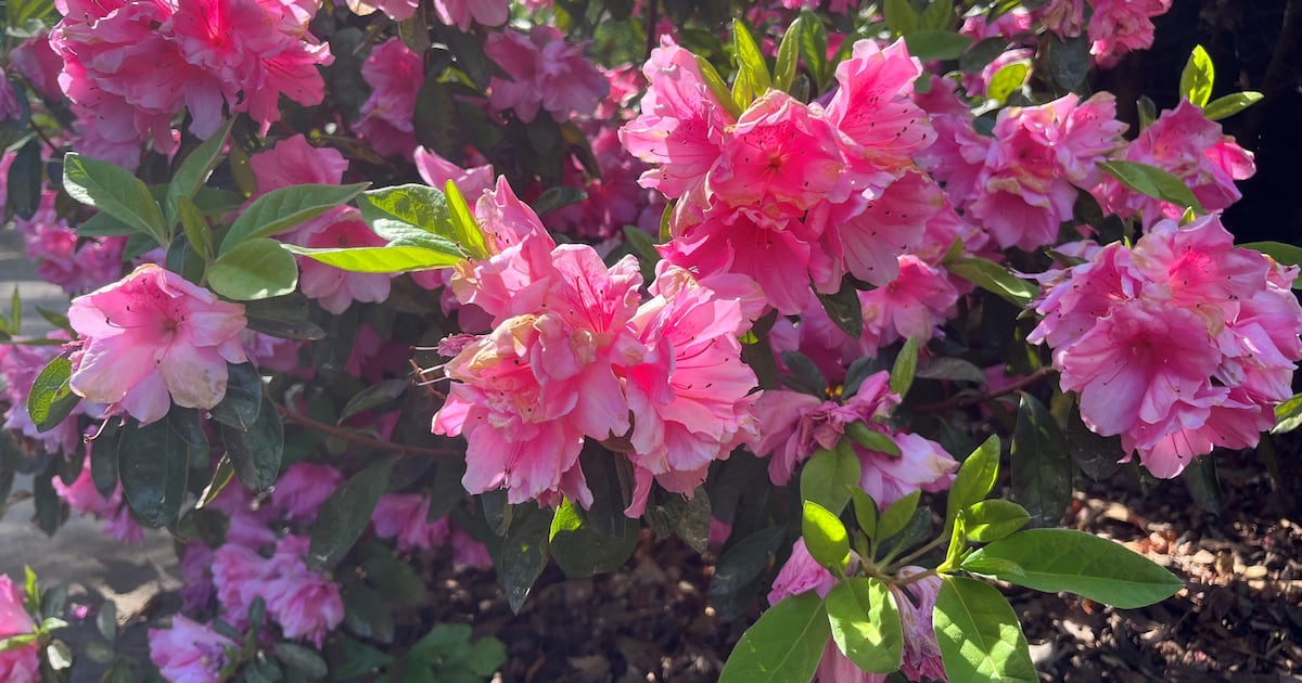 Q: My azaleas don’t look as good as those at Augusta National. What can I do?