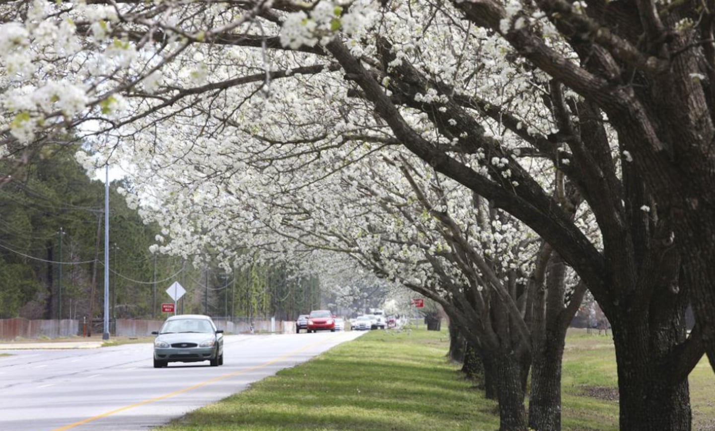 Bradford pear trees bloom as traffic moves along Lejeune Boulevard in Jacksonville, N.C., near the main gate entrance to Camp Lejeune, Monday, March 12, 2012. A new program in North Carolina is placing a “bounty” on invasive Bradford pear trees as they spread through forests in the state. The initiative is set to start with an April 23, 2022 event in Greensboro and could expand to more locations in the fall, according to North Carolina State University’s website.