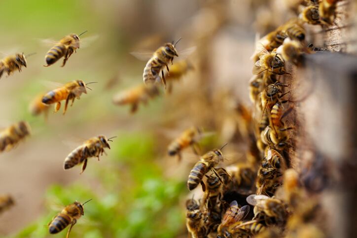 Город Смэрна получил статус партнера программы Bee City USA для защиты пчел