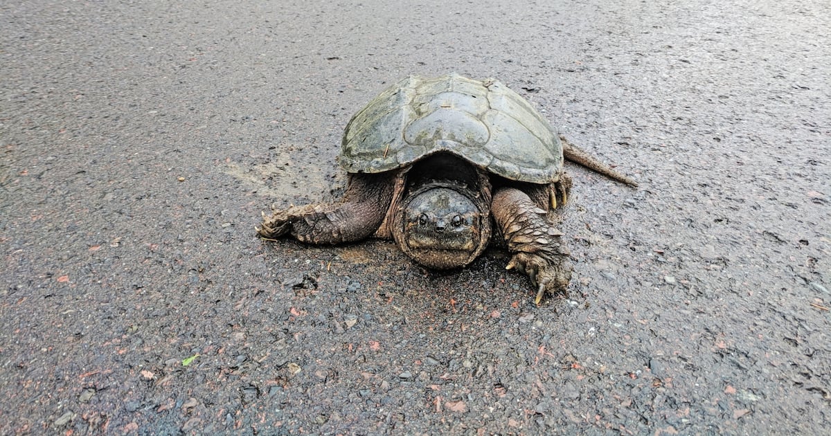 Helping wildlife, and keeping yourself safe