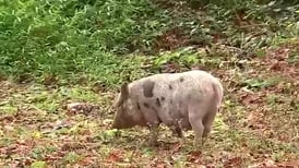 ‘This little piggie’ has worn out its welcome in one Atlanta neighborhood