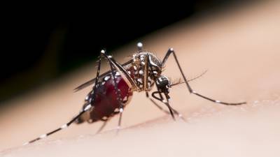 Study: Atlanta ranks high on list of top 50 mosquito-infested cities