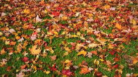 Experts weigh in on why you shouldn’t bag your leaves this fall