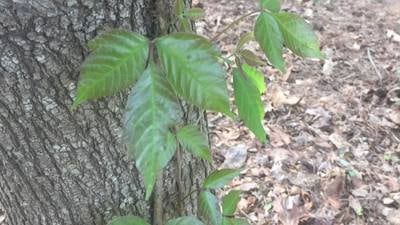 Q: How does poison ivy spread, and what can be done to stop it?