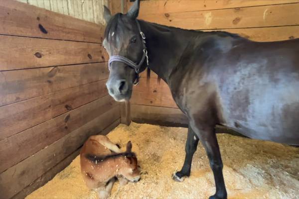 ‘Mother’s Day miracle:’ Fayette horse gets second chance at motherhood