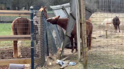 3 employees, including president, charged with animal cruelty at Noah’s Ark sanctuary